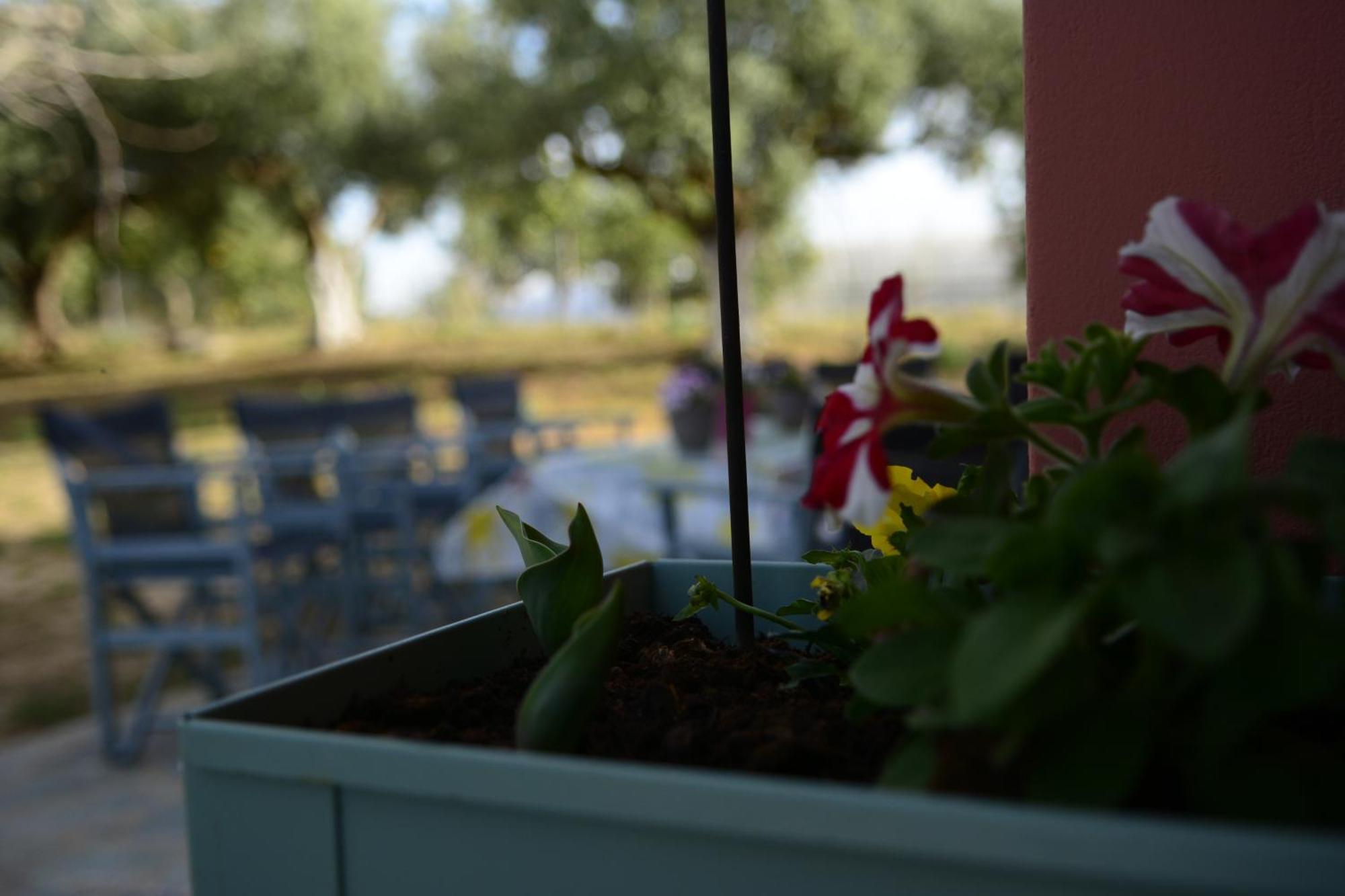 Roza Holiday home